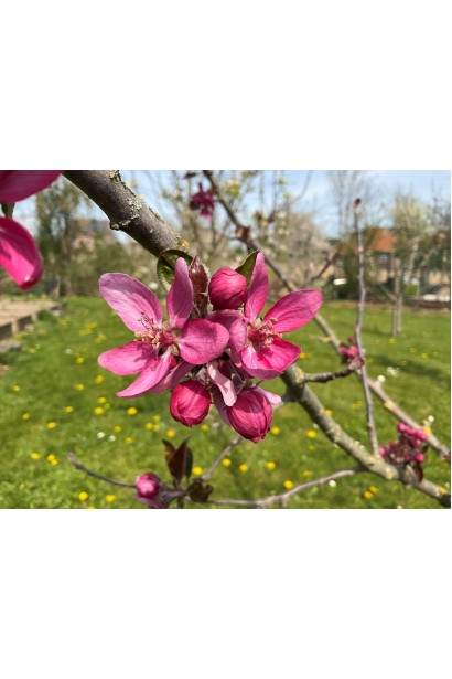 Яблуня Байя Мариса - червоні квіти